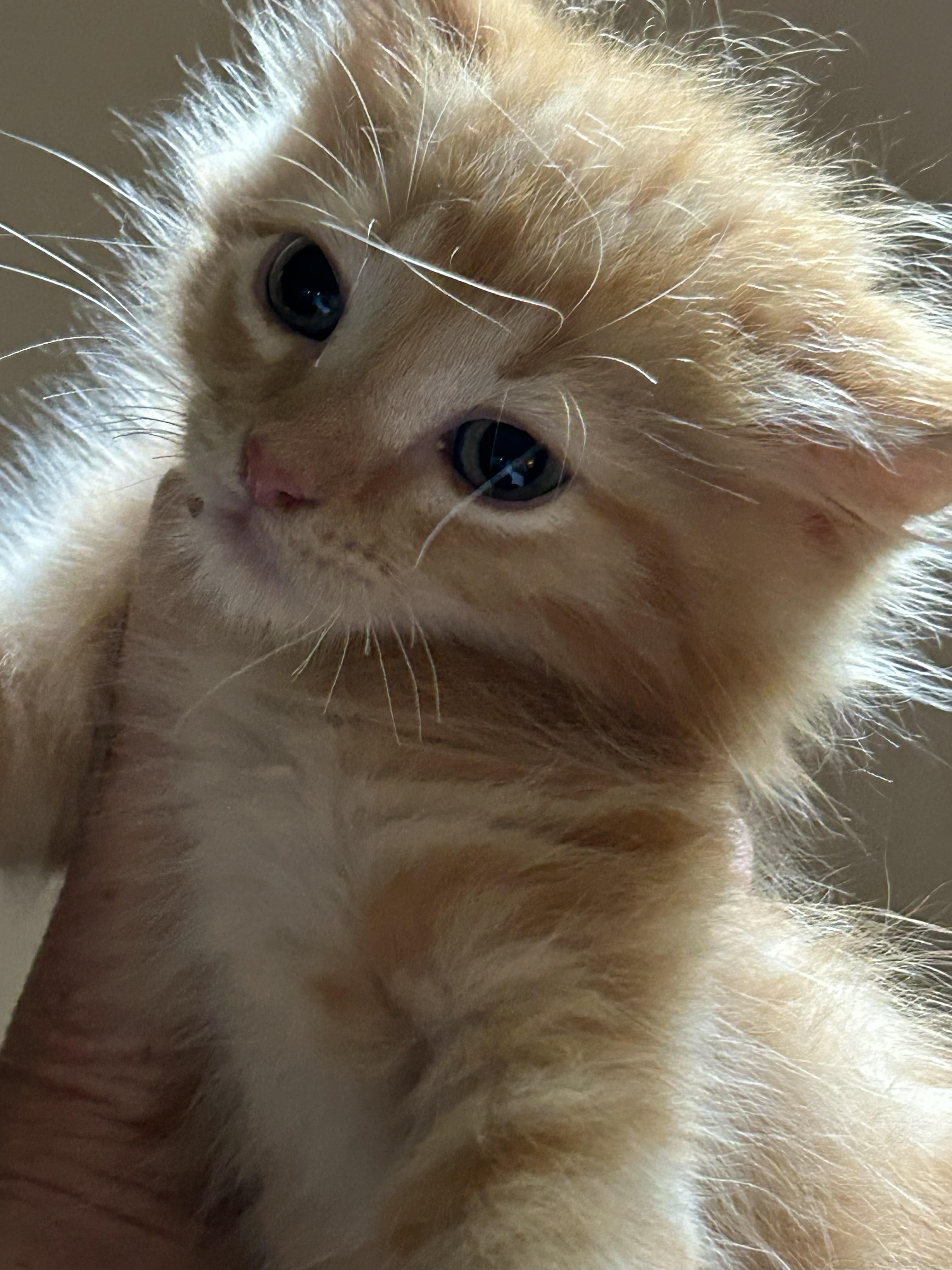 Enlarge Simon, an adopted Domestic Medium Hair in Johnson City, TN image 2/2