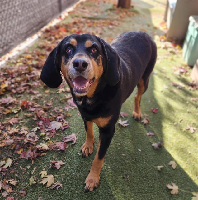 WINNIE, Adoptable, Adult Female Bloodhound & Mixed Breed.