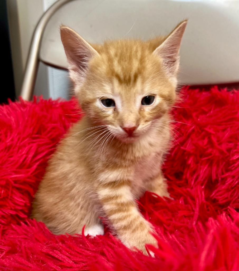 Zazu, Adoptable, Kitten Male Domestic Short Hair.
