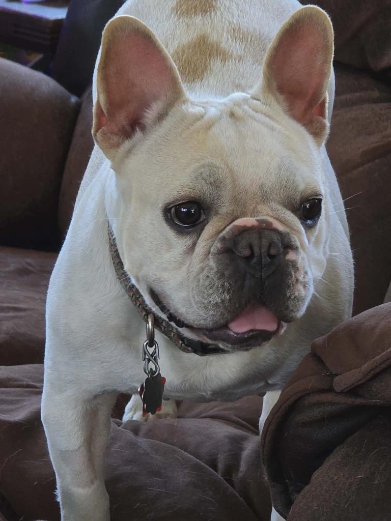 Pumpkin, Adoptable, Adult Female French Bulldog.