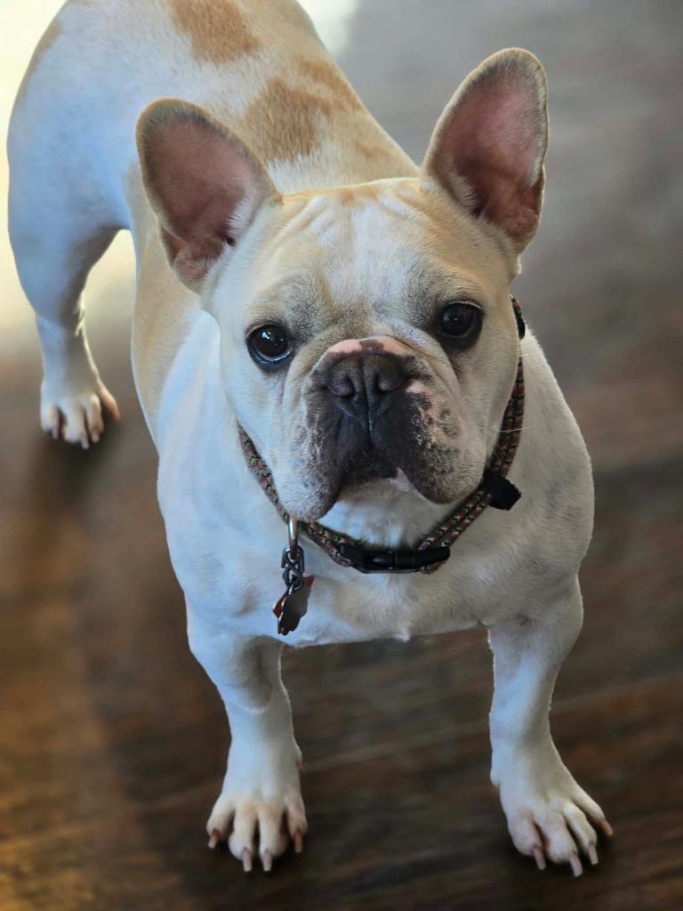 Enlarge Pumpkin, a Adoptable French Bulldog in Bristol, WI image 3/5