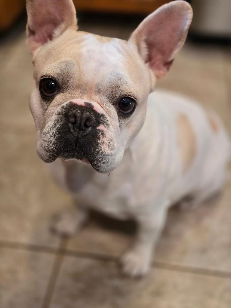 Enlarge Pumpkin, a Adoptable French Bulldog in Bristol, WI image 4/5