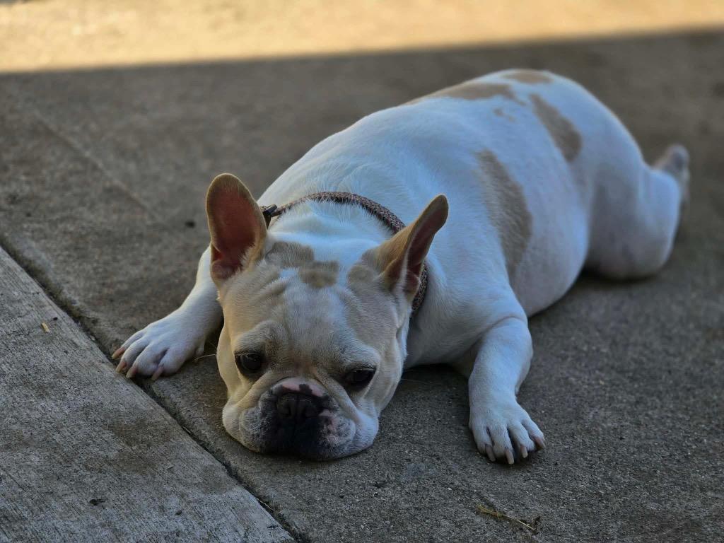 Enlarge Pumpkin, a Adoptable French Bulldog in Bristol, WI image 5/5