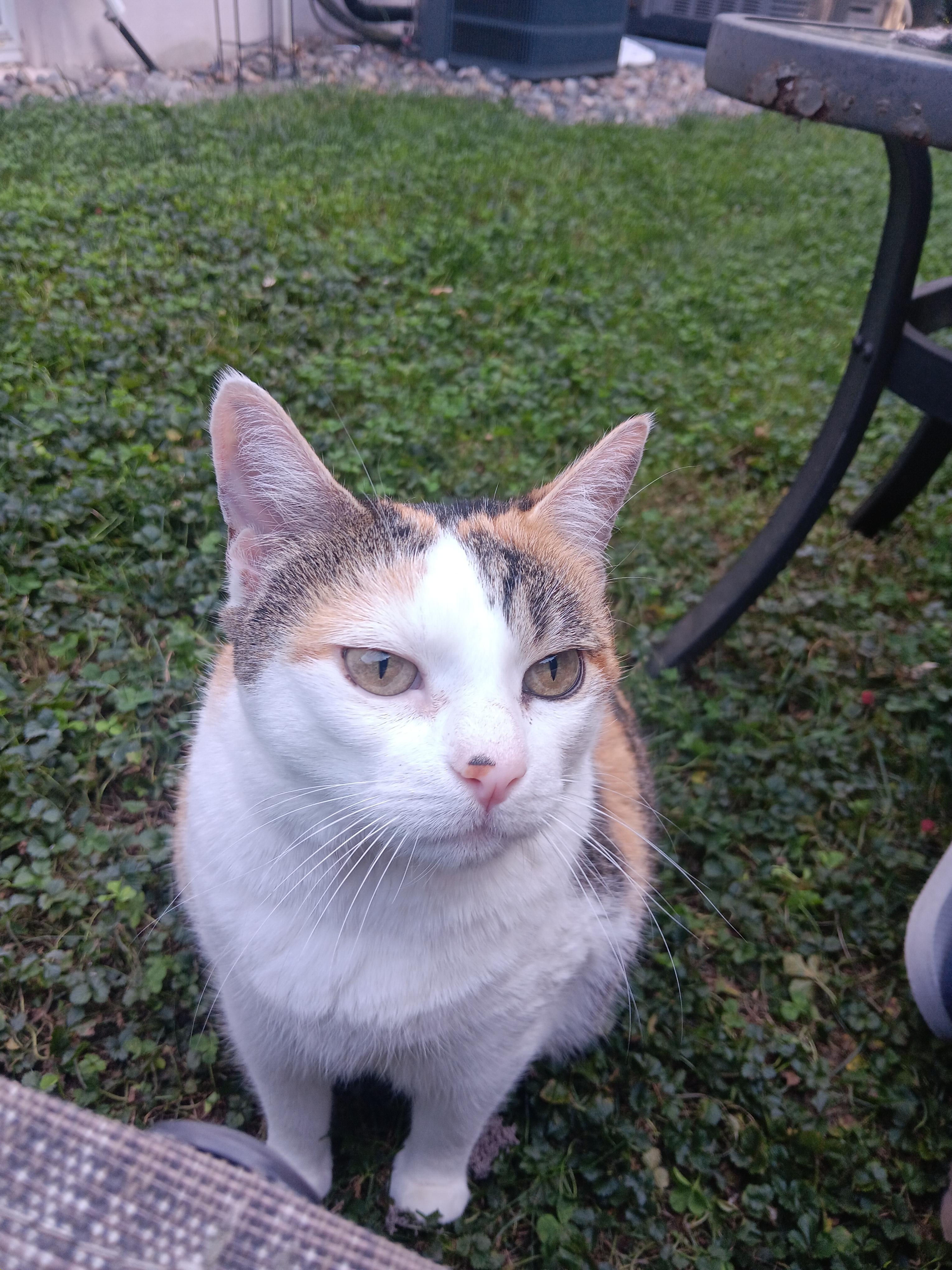 Pamela- Sweet and Ready to Love!, a Adoptable Domestic Short Hair in Bloomfield, NJ image 1/5