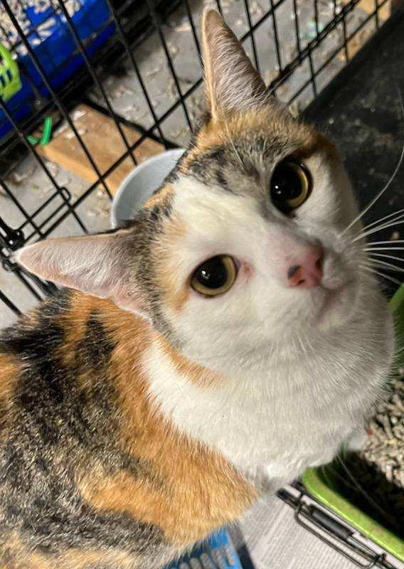 Pamela- Sweet and Ready to Love!, a Adoptable Domestic Short Hair in Bloomfield, NJ image 4/5