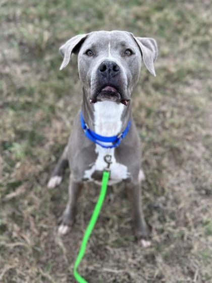 Soren (In Foster) — thumbnail 2