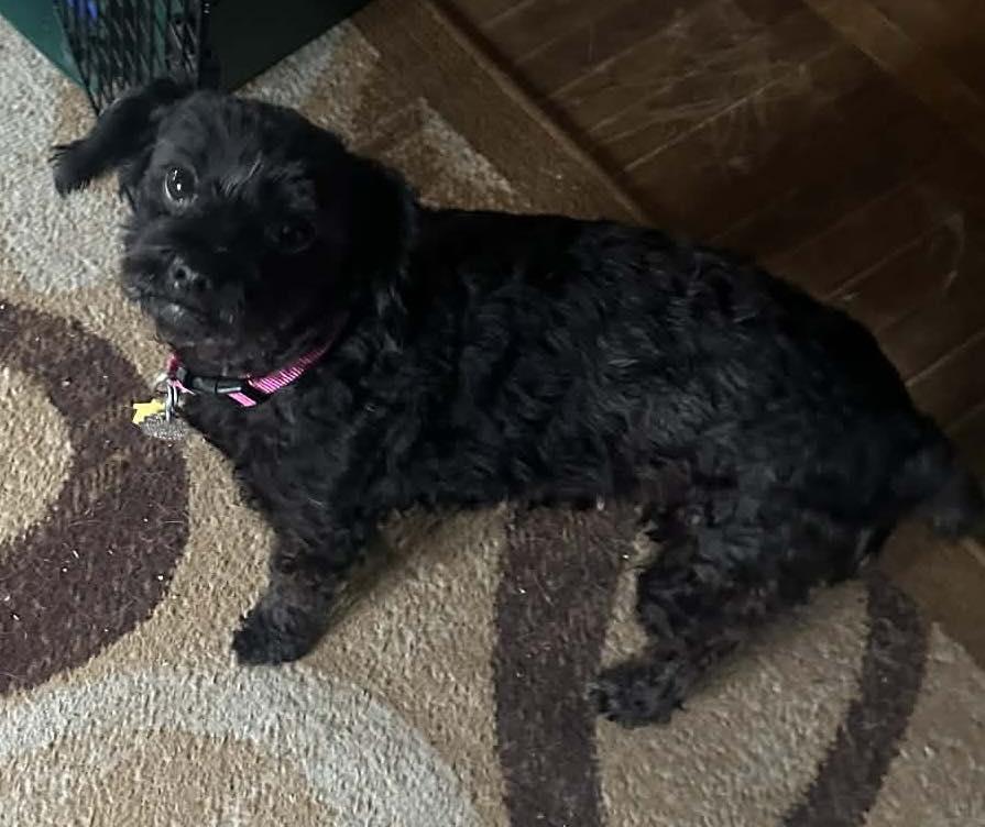 Enlarge DeDe, an adopted mixed breed in Gouverneur, NY image 1/1