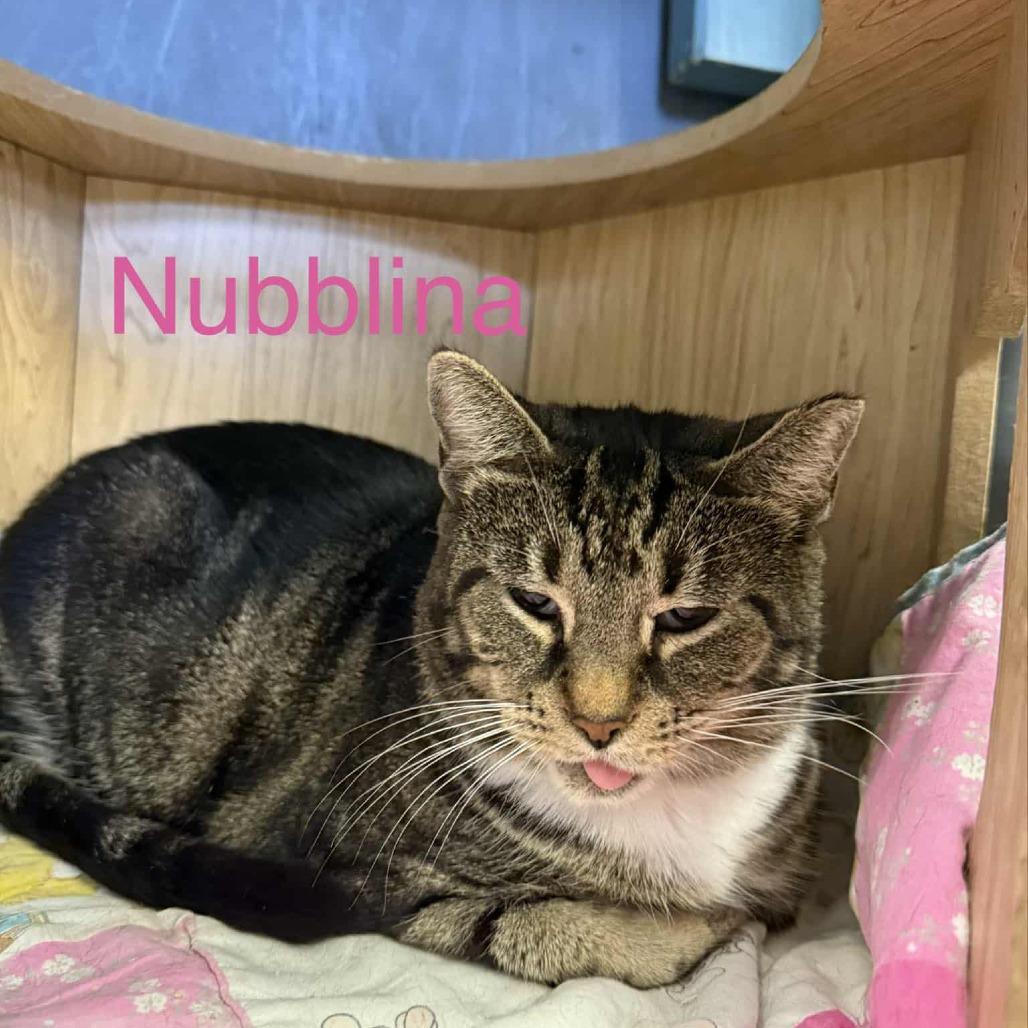 Nubs, Adoptable, Adult Female Domestic Short Hair.