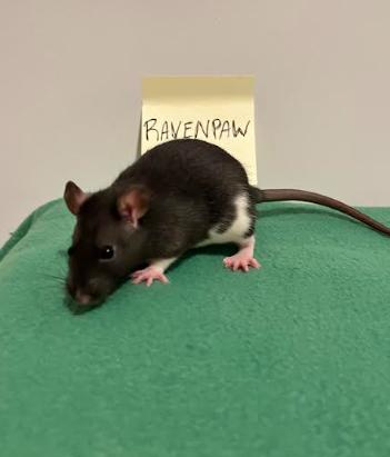 Enlarge Ravenpaw, an adopted Rat in Woonsocket, RI image 1/1