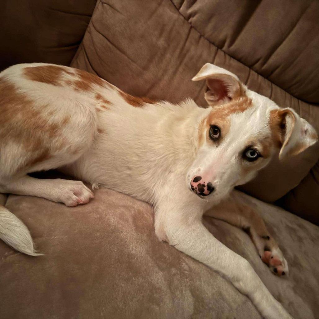 Enlarge Remington (aka Remi), a Adoptable Australian Shepherd in Katy, TX image 1/1