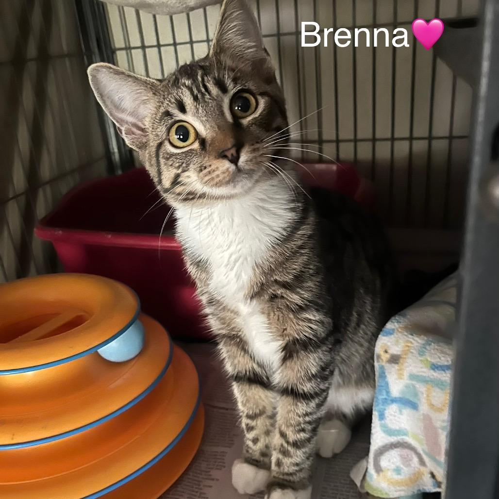 Enlarge Breena, a Adopted Domestic Short Hair in Peachtree City, GA image 2/2