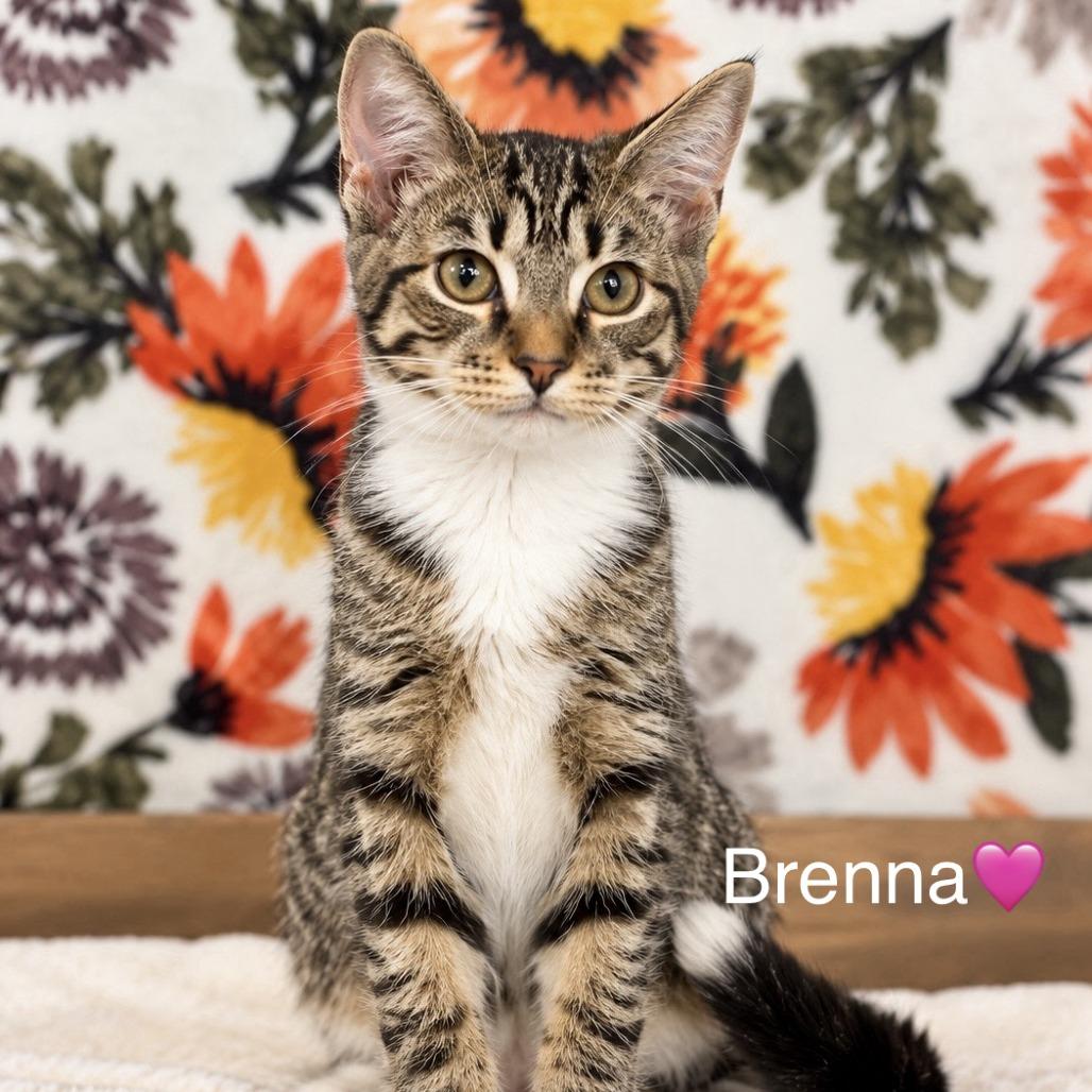 Breena, Adopted, Kitten Female Domestic Short Hair.