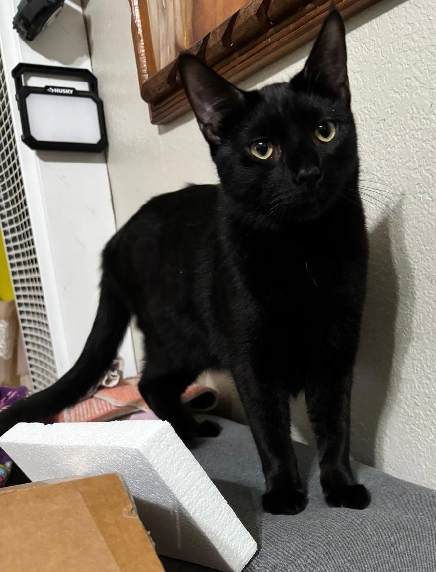 Alphonse, Adoptable, Young Male Domestic Short Hair.