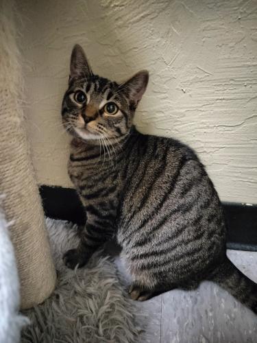 Autumn, Adoptable, Young Female Tabby.