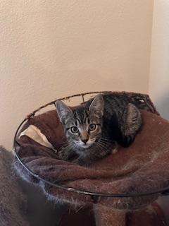 Enlarge Autumn, a Adoptable Tabby in Parlier, CA image 2/6