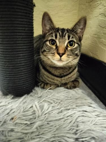 Enlarge Autumn, a Adoptable Tabby in Parlier, CA image 4/6