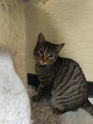 Enlarge Autumn, a Adoptable Tabby in Parlier, CA image 5/6