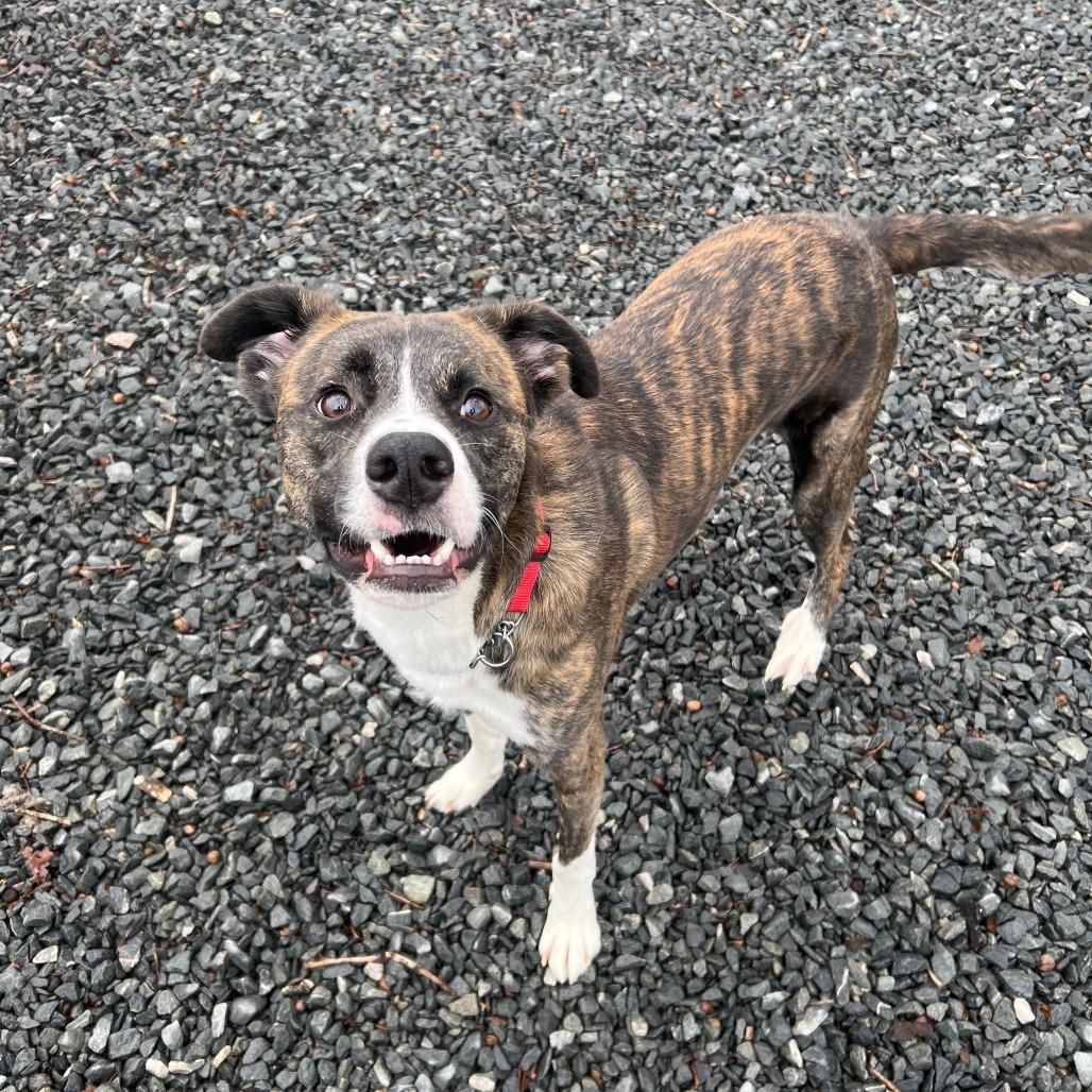 Geoffrey, Adoptable, Young Male Mixed Breed.