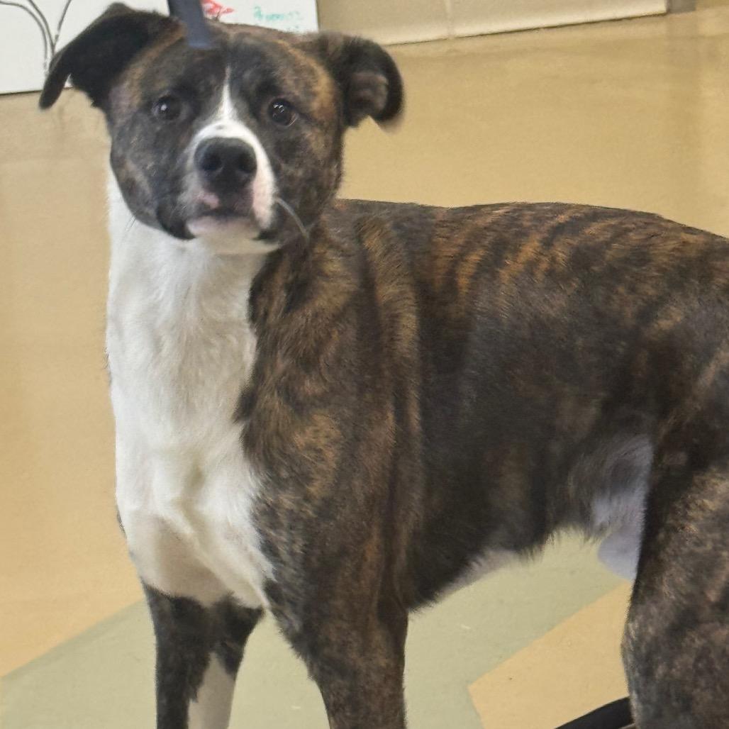 Geoffrey, Adoptable, Young Male Mixed Breed.