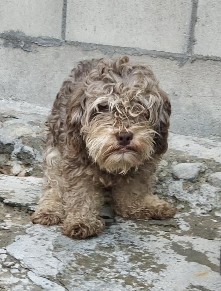 Choco, Adopted, Young Male Poodle.