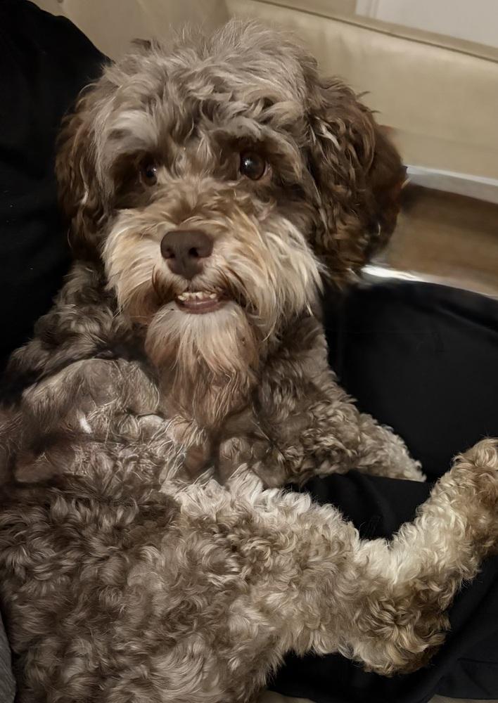 Enlarge Choco, a Adopted Poodle in Escondido, CA image 2/4