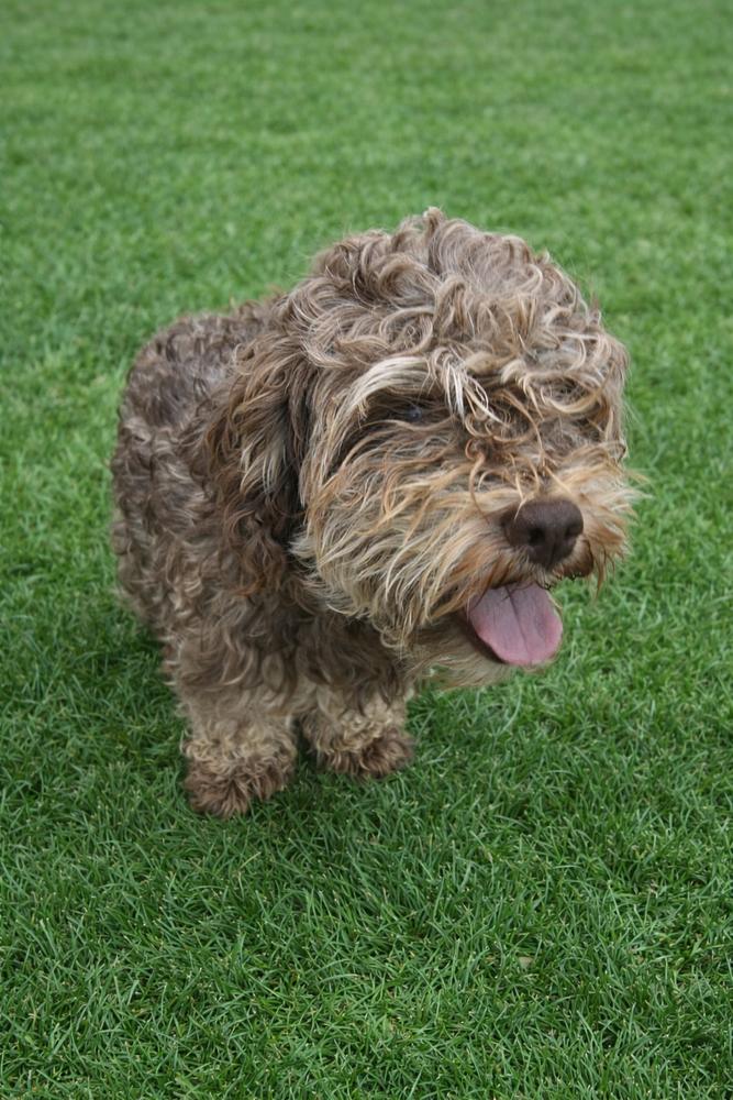 Choco, a Adopted Poodle in Escondido, CA image 2/2