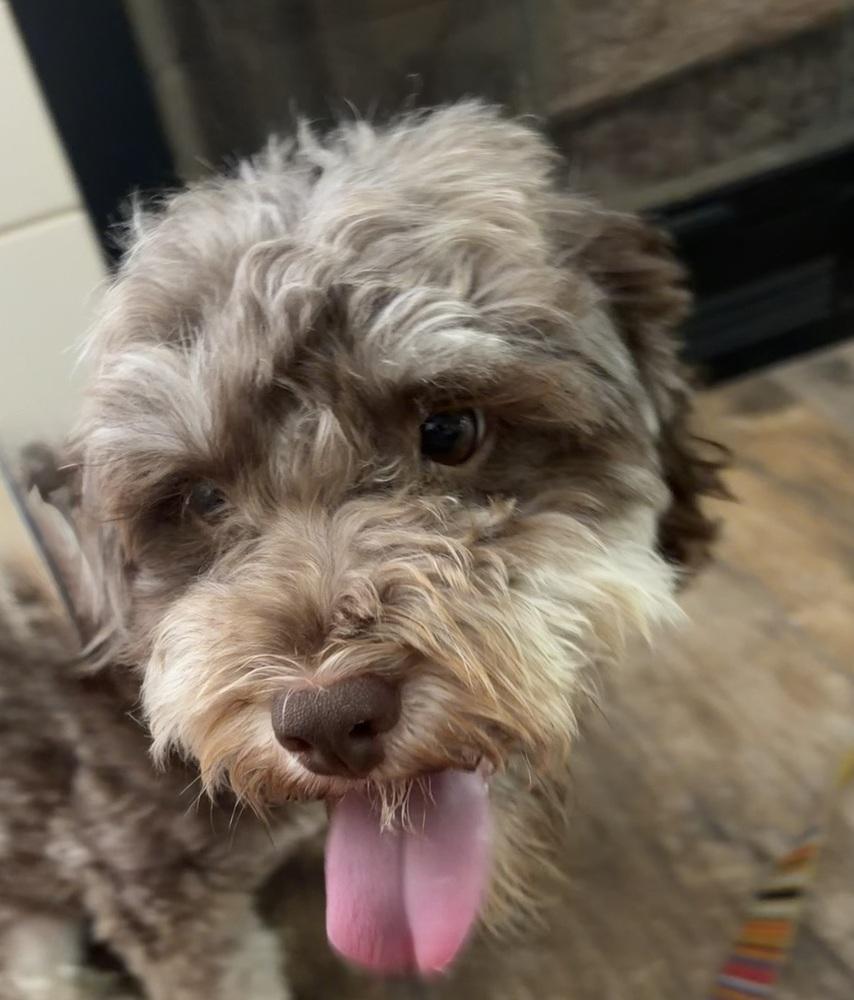 Enlarge Choco, a Adopted Poodle in Escondido, CA image 4/4