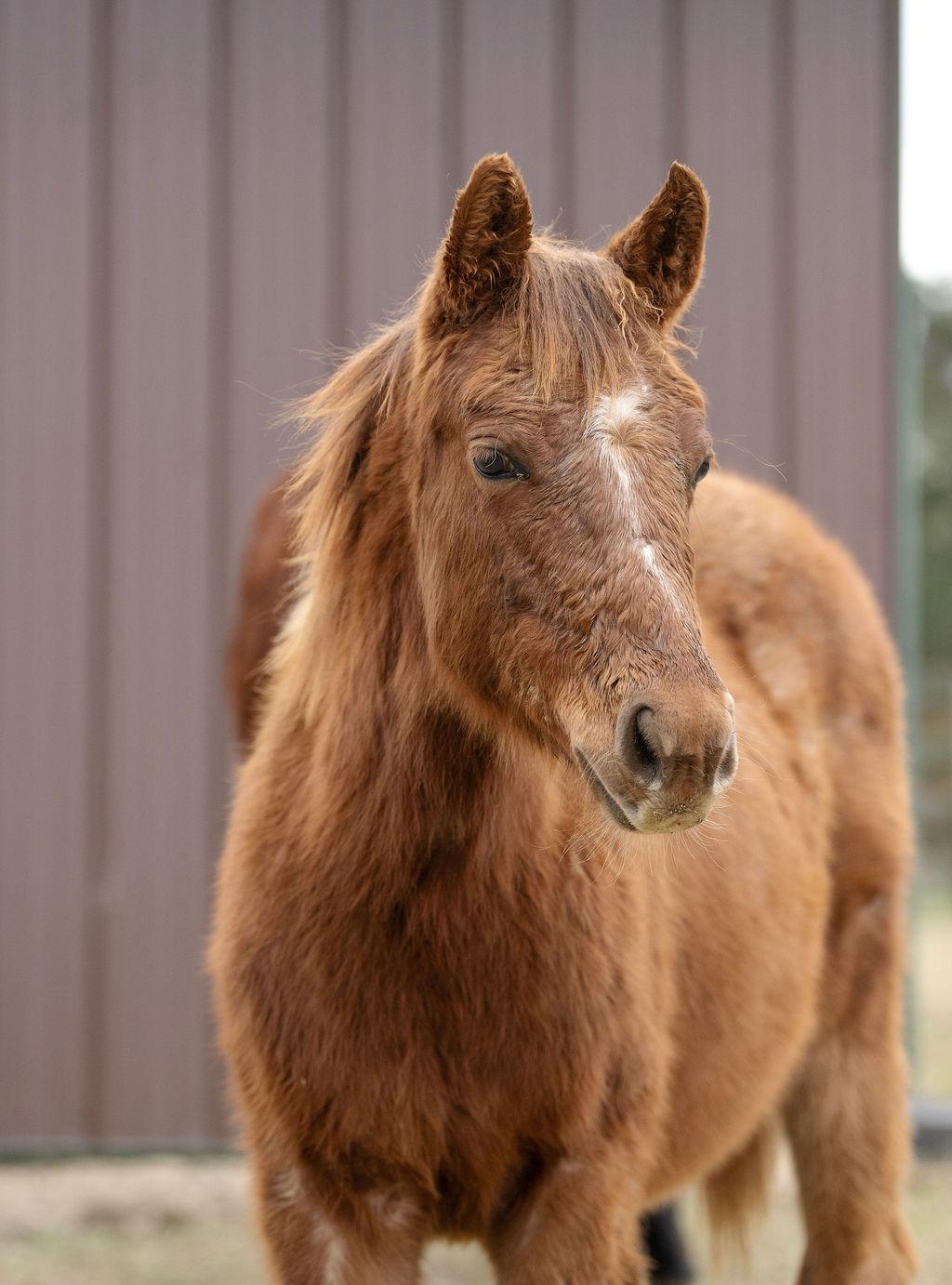 Enlarge Baby Girl, a ADOPTABLE Quarterhorse in Aiken, SC image 1/2