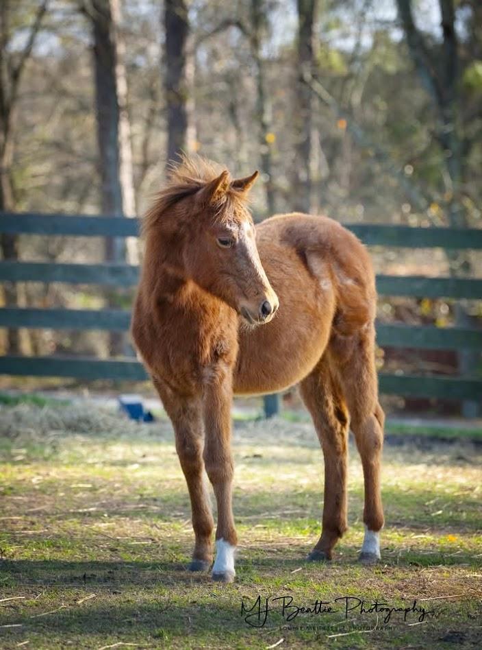 Enlarge Baby Girl, a ADOPTABLE Quarterhorse in Aiken, SC image 2/2