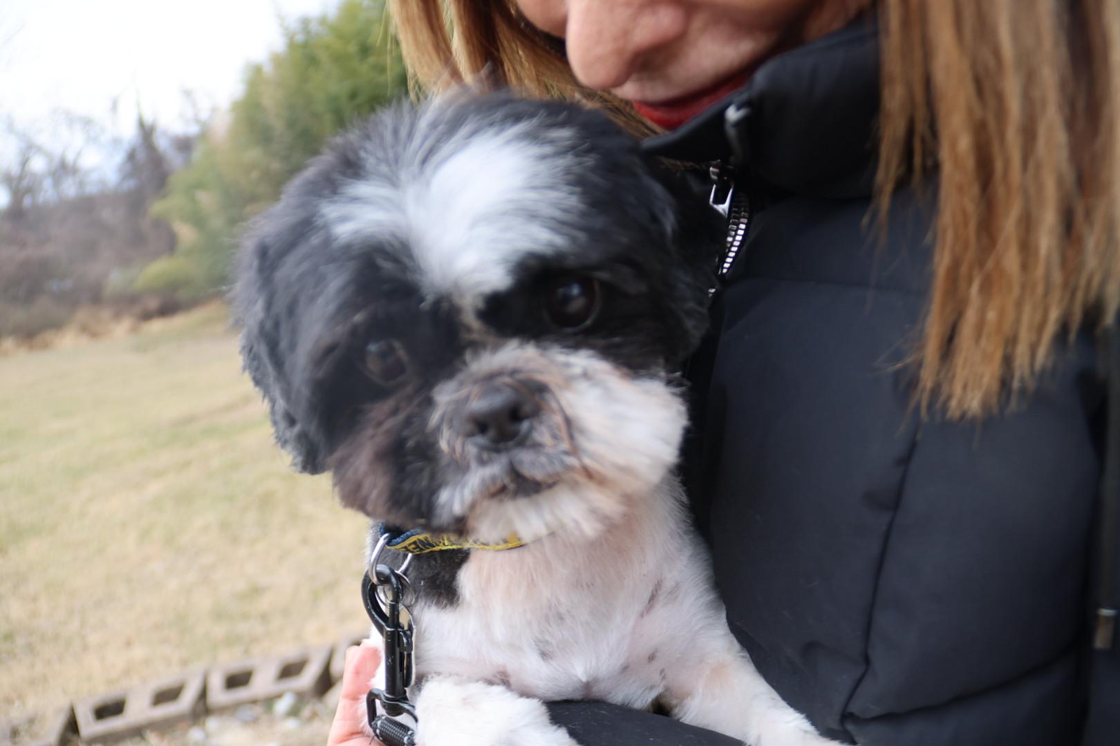 Captain “Cappy” , ADOPTABLE, Young Male Shih Tzu.