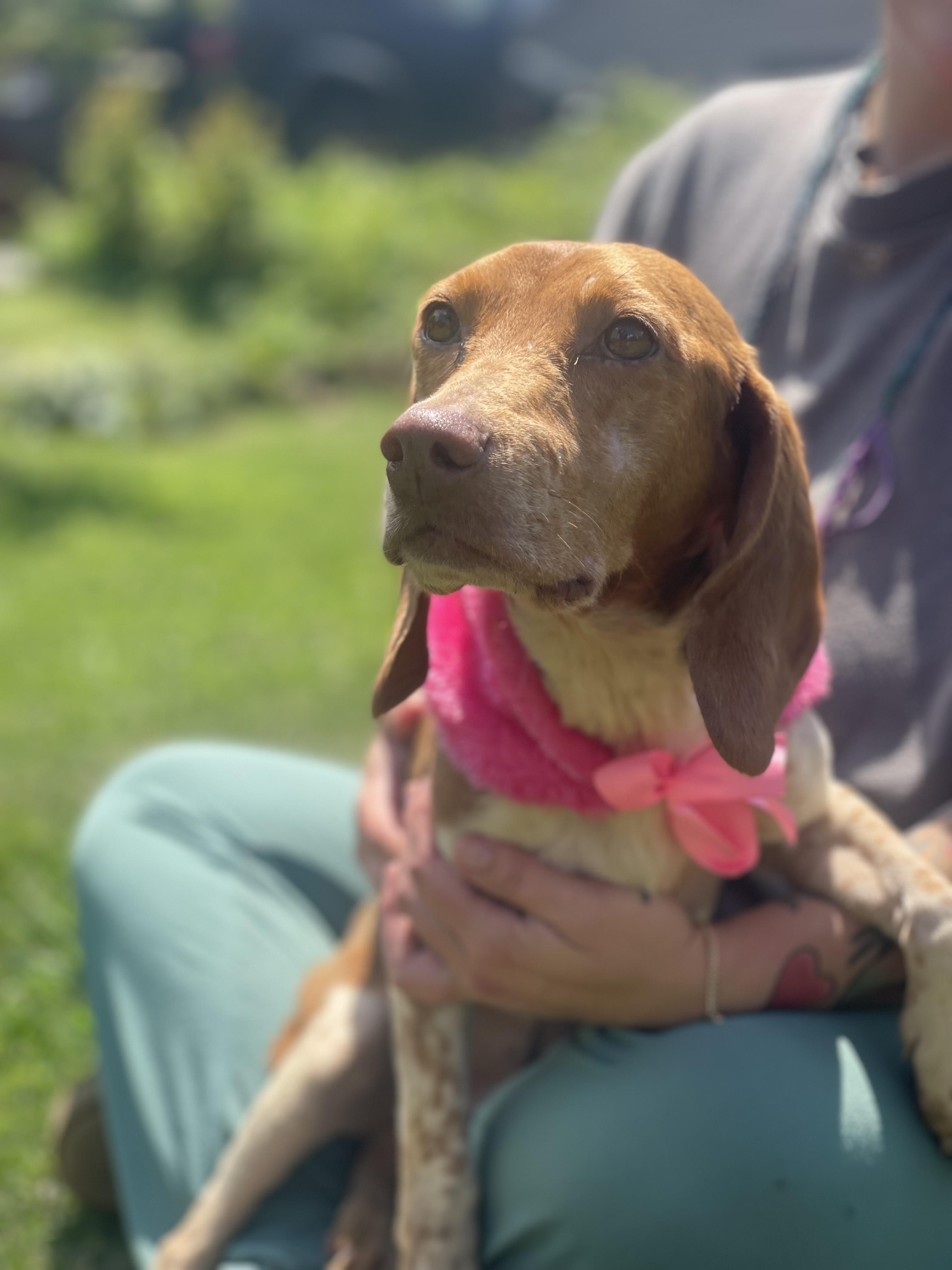 Minnie is a three year old beautiful beagle mix little girl She weighs approximately 20 pounds and 