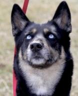 Enlarge Hazel, a ADOPTABLE mixed breed in Whitby, ON image 3/3