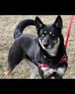 Hazel, ADOPTABLE, Adult Female Husky & Shepherd.