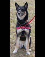 Enlarge Hazel, a ADOPTABLE mixed breed in Whitby, ON image 2/3