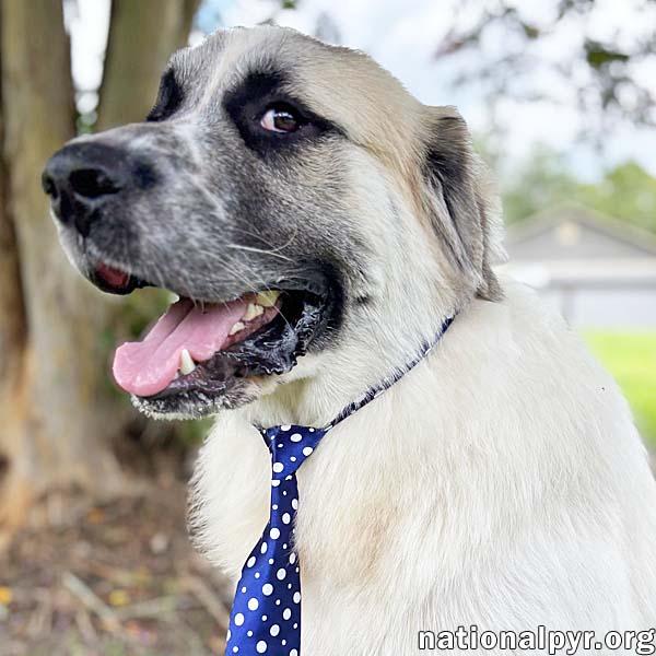 Justice in GA - Loving, Playful & Independent!, Young Male Great Pyrenees