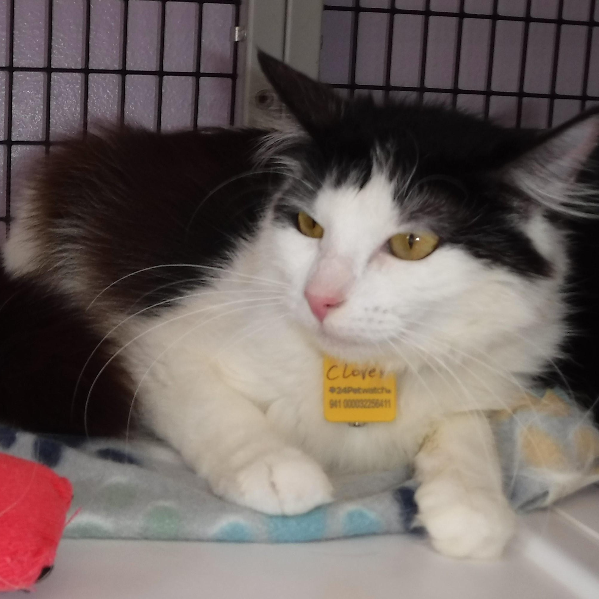 Enlarge Clover - Gorgeous Young Sweetie, a ADOPTABLE Domestic Long Hair in Hoquiam, WA image 3/4