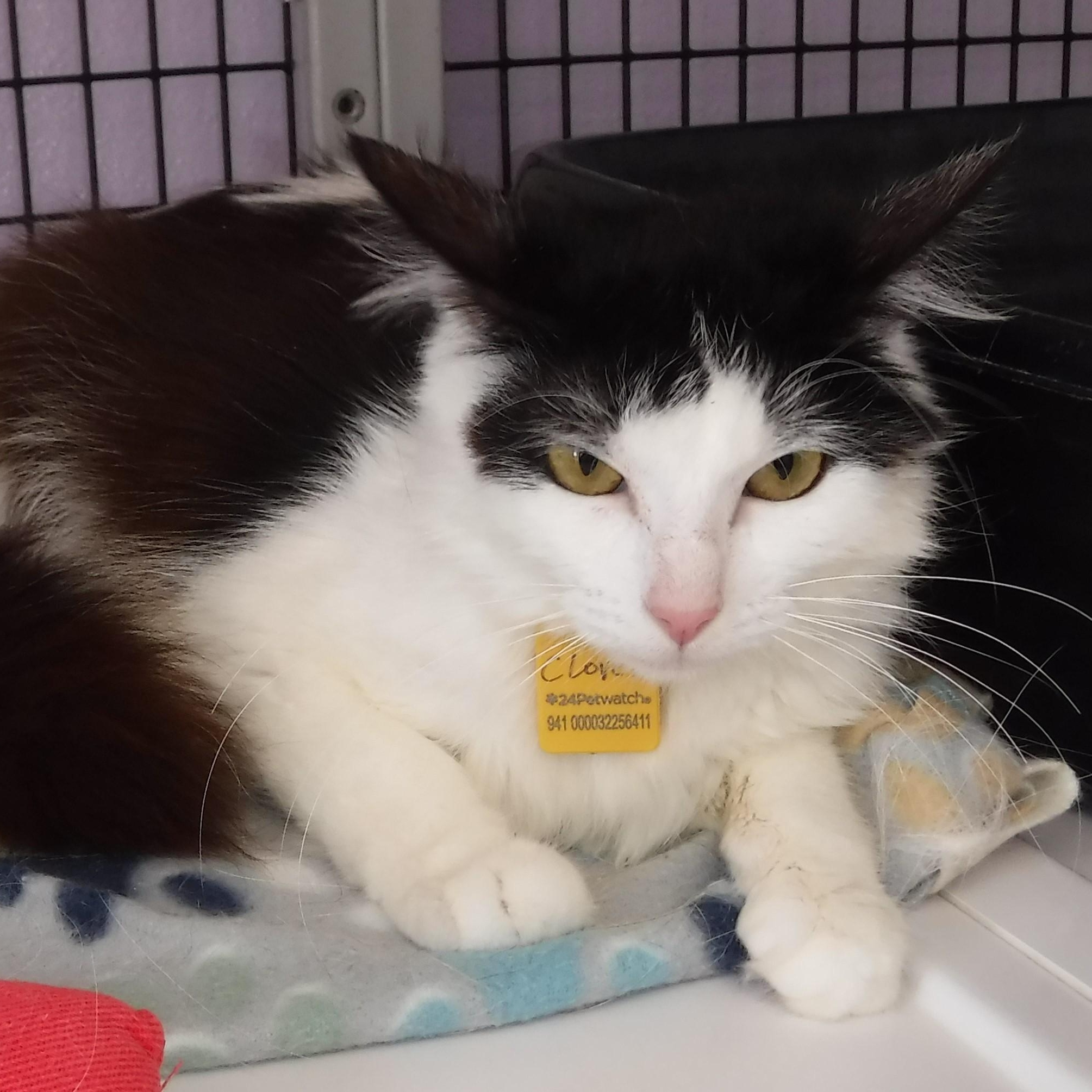 Enlarge Clover - Gorgeous Young Sweetie, a ADOPTABLE Domestic Long Hair in Hoquiam, WA image 4/4