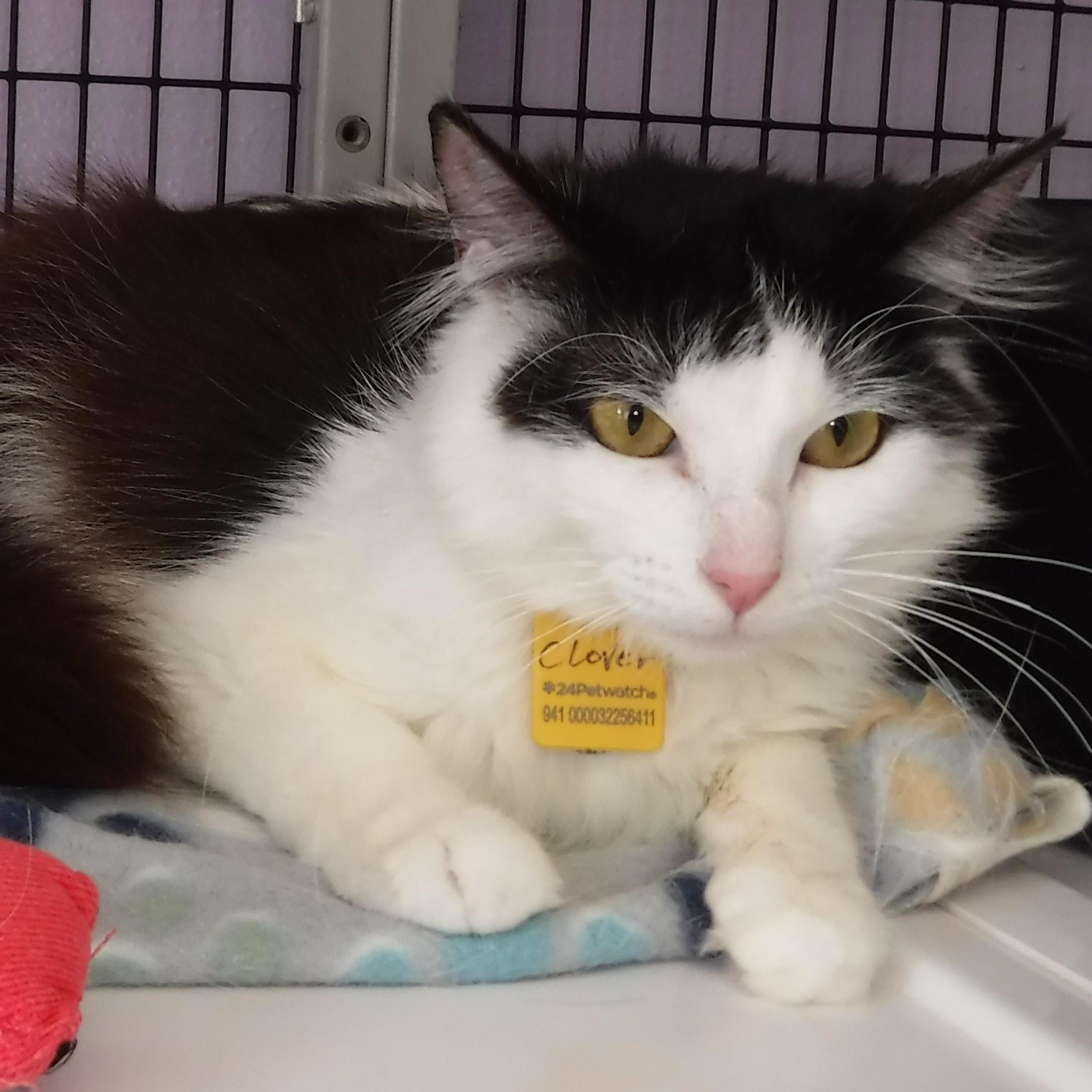 Enlarge Clover - Gorgeous Young Sweetie, a ADOPTABLE Domestic Long Hair in Hoquiam, WA image 1/4