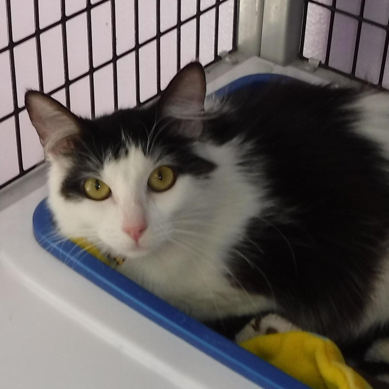 Enlarge Clover - Gorgeous Young Sweetie, a ADOPTABLE Domestic Long Hair in Hoquiam, WA image 2/4