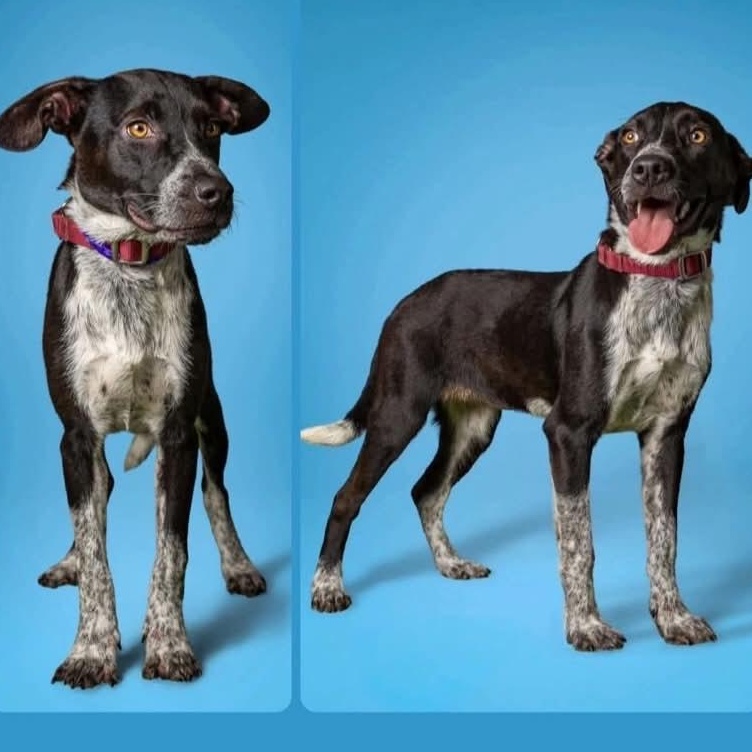 Enlarge Evie, a Adoptable mixed breed in Marseilles, IL image 1/1