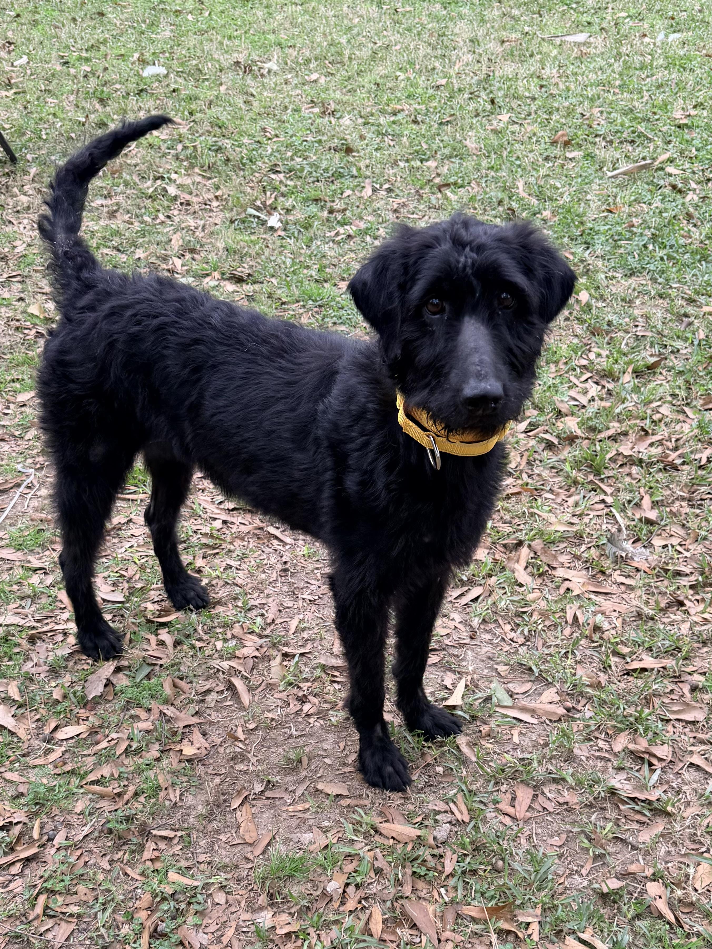 Yara, a ADOPTABLE mixed breed in Baker, LA image 3/4
