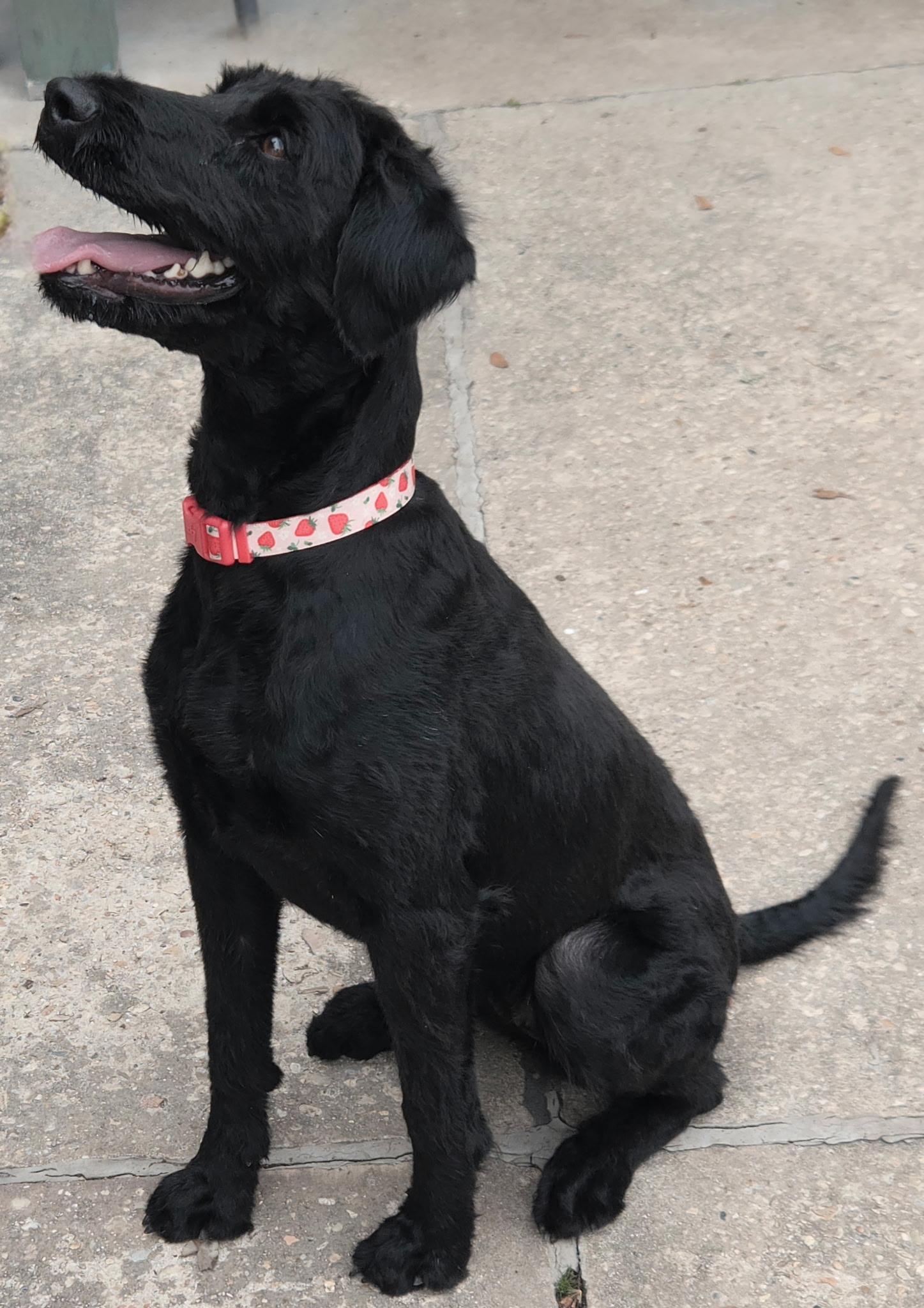 Enlarge Yara, a ADOPTABLE mixed breed in Baker, LA image 5/5