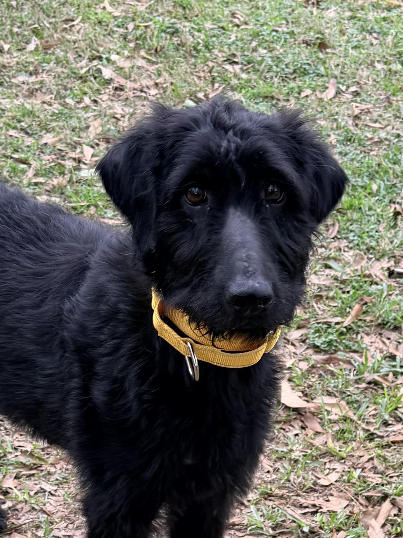 Yara, a ADOPTABLE mixed breed in Baker, LA image 2/4