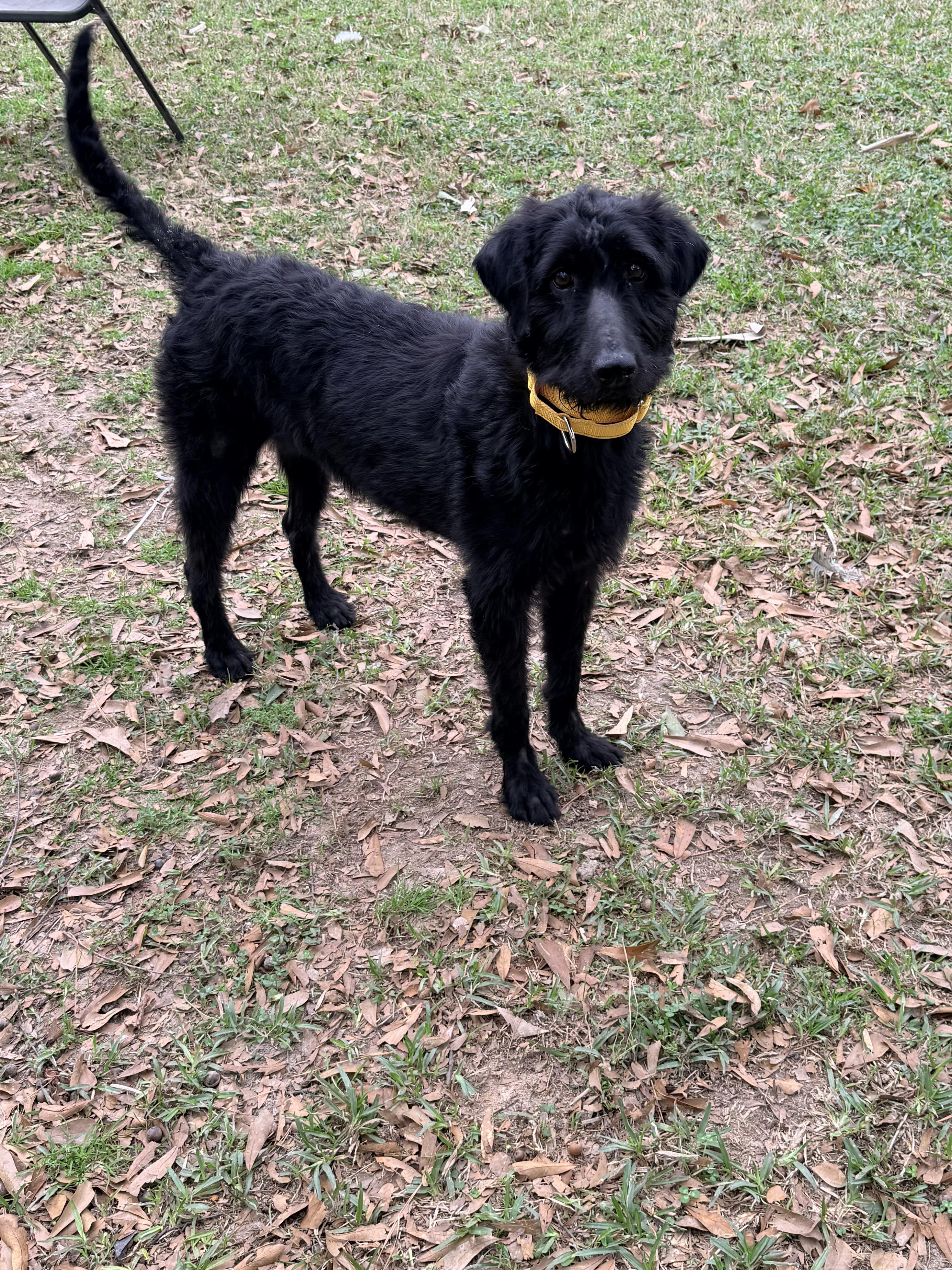 Yara, a ADOPTABLE mixed breed in Baker, LA image 4/4