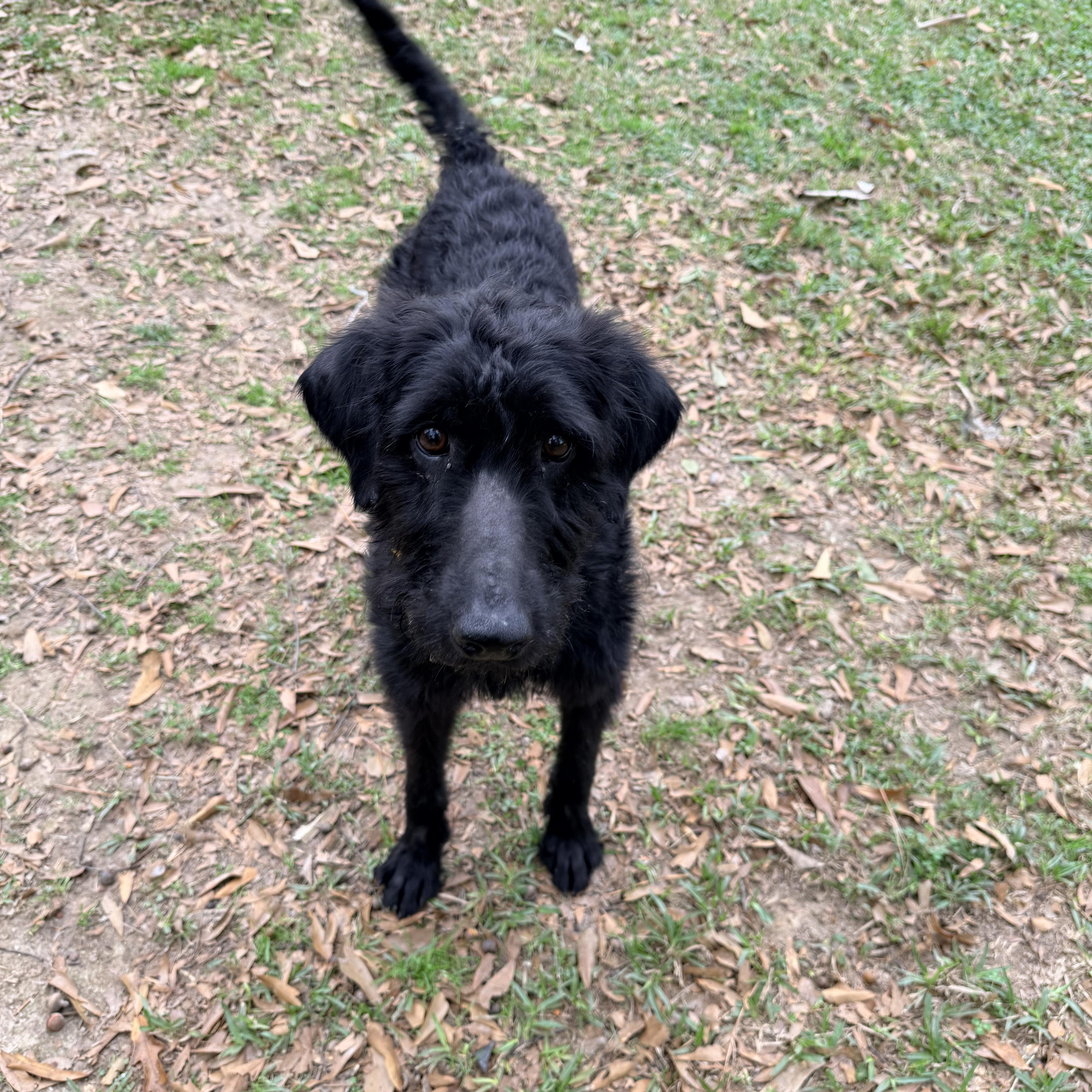 Yara, a ADOPTABLE mixed breed in Baker, LA image 1/4