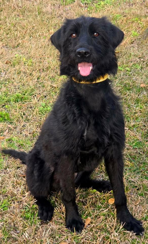 Enlarge Yara, a ADOPTABLE mixed breed in Baker, LA image 4/5