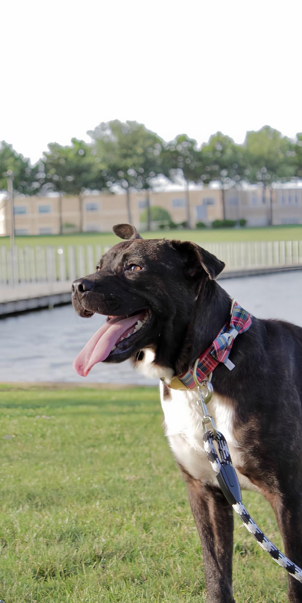 Enlarge Chocolate, a Adoptable mixed breed in AKRON, OH image 2/5