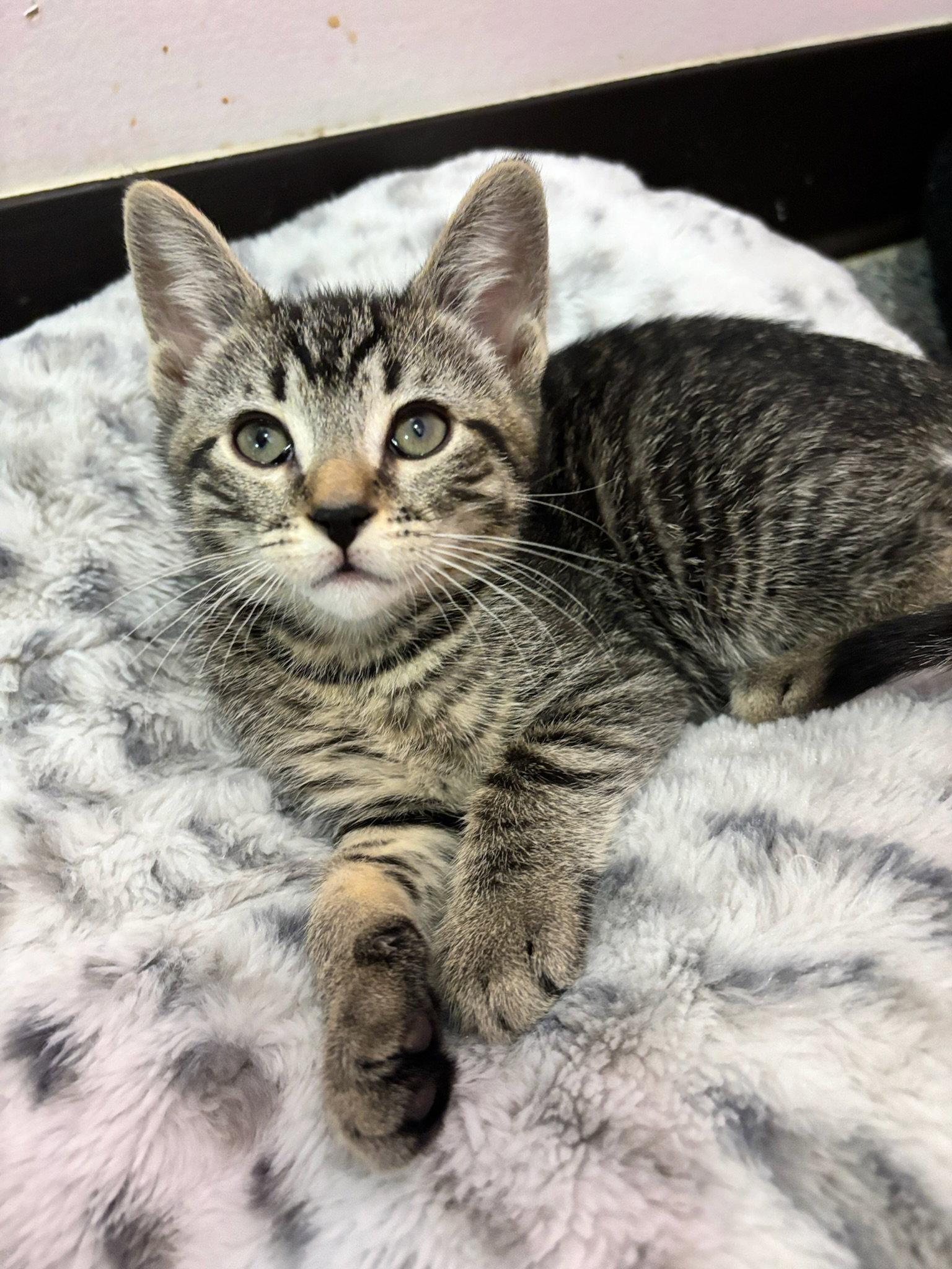 Neza, Adoptable, Young Male Domestic Short Hair.