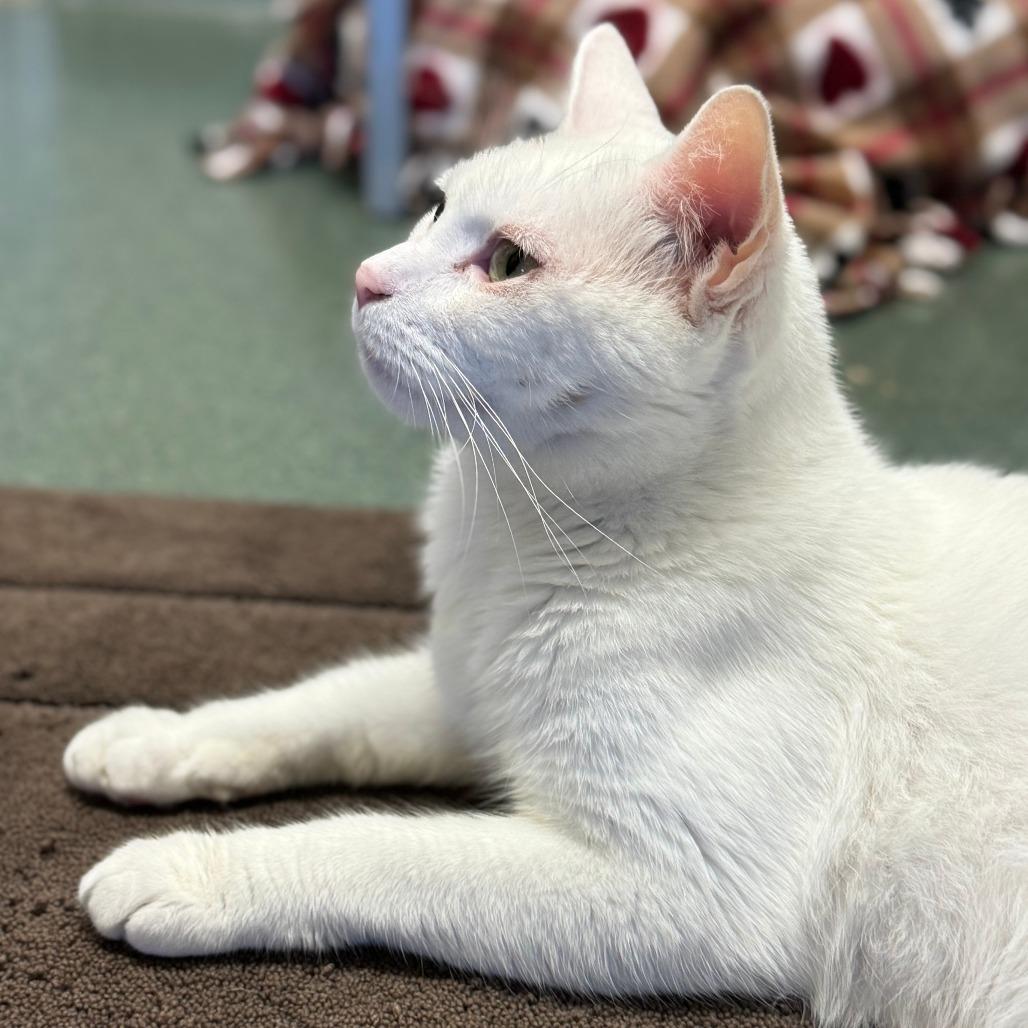 Malibu, Adoptable, Adult Male Domestic Short Hair.