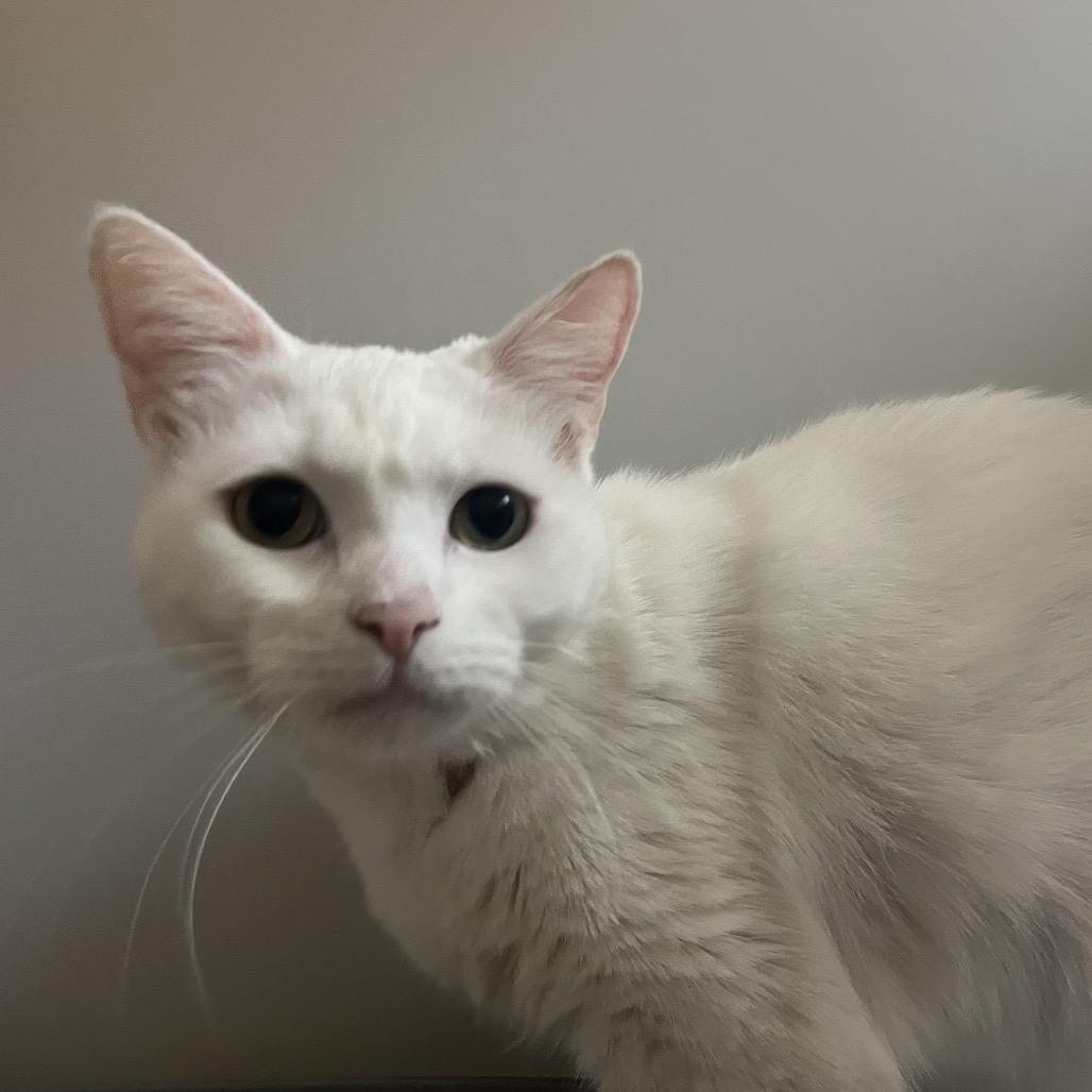 Enlarge Malibu, a Adoptable Domestic Short Hair in Naples, FL image 2/3